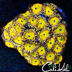 CK Saturn's Rings Zoa