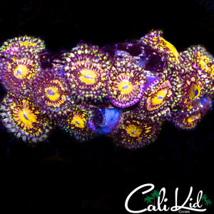 CK Gold Dust Zoa