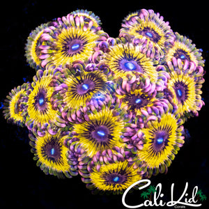 CK Diabolical Zoa