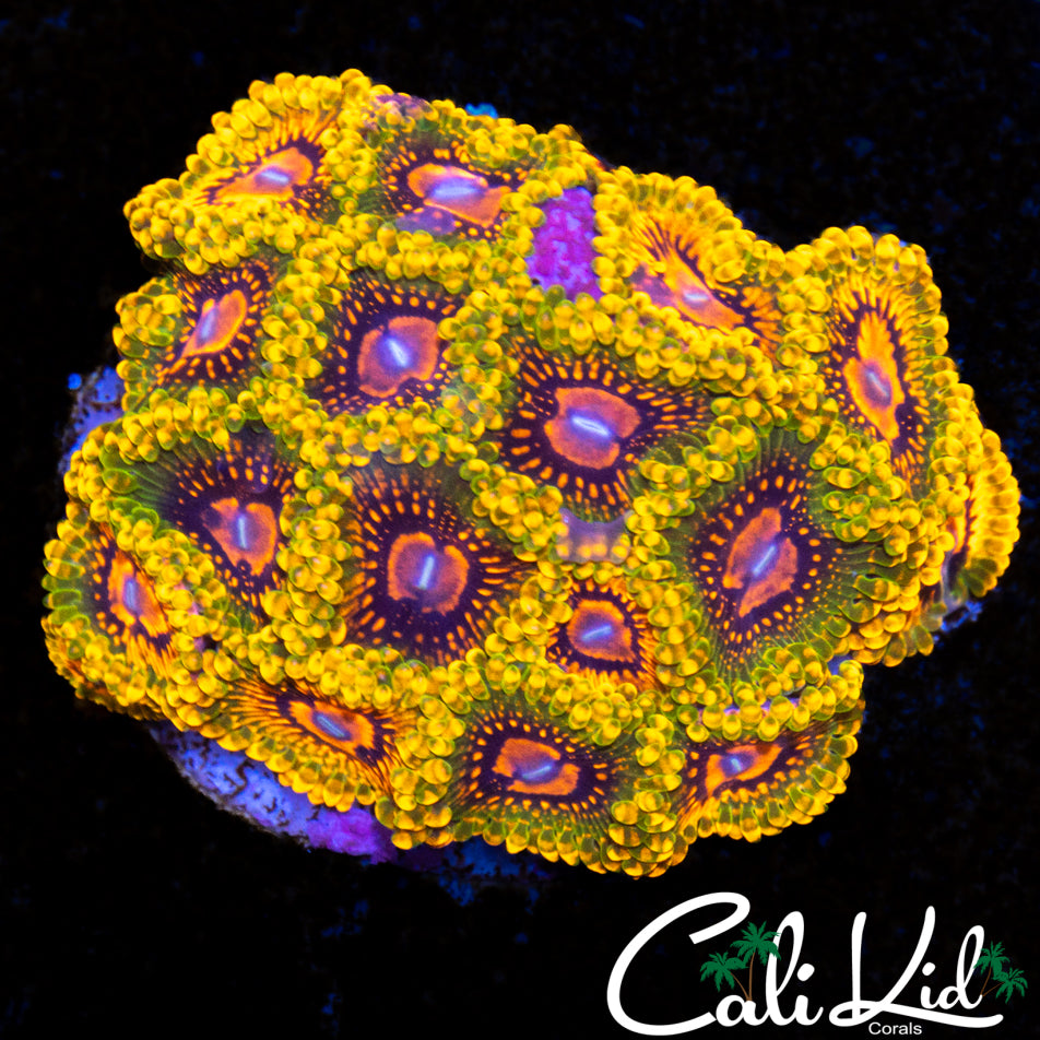 CK-11224-24.jpg?v=1731552946&