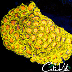 CK Blazin Cajun Zoa