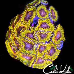 Northern Lights Zoa
