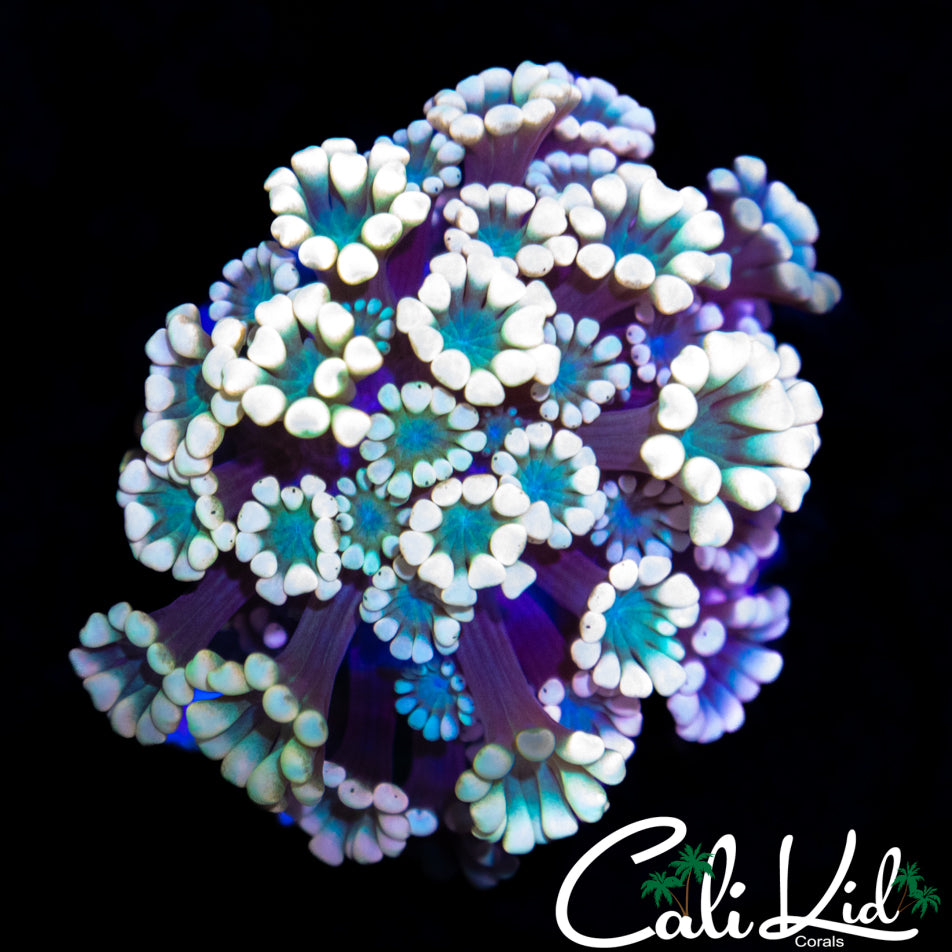 PASTEL RAINBOW ALVEOPORA