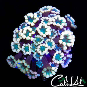 PASTEL RAINBOW ALVEOPORA