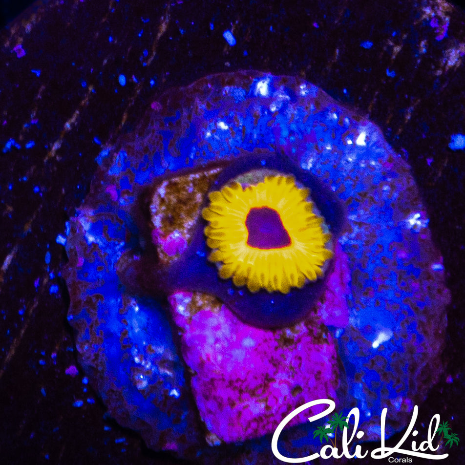GREAT OWL ZOA