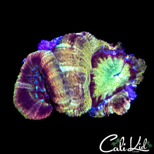 RARE RAINBOW ASIAN ACAN DOUBLE