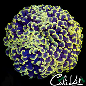 ORANGE HYBRID HAMMER