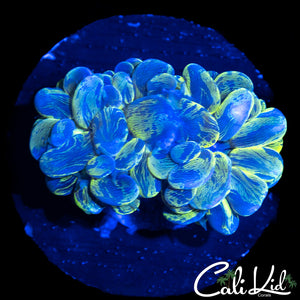 SUPER SPLATTER BUBBLE