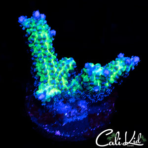 ULTRA BIRDSNEST FRAG