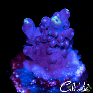 BLUE THUNDER ACRO