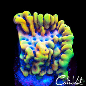 CK PEYOTE DREAMS MONTI