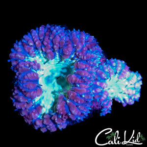 BLUEBERRY BLASTO DOUBLE