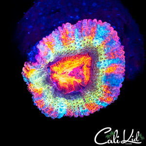 INSANE RAINBOW ACAN