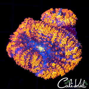 CK GUMDROP MUSHROOM DOUBLE