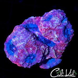 BLUEBERRY SWIRL BOWER COLONY