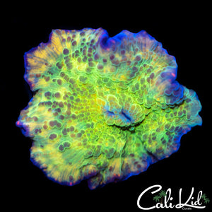 MYSTERY RAINBOW RIM MUSHROOM