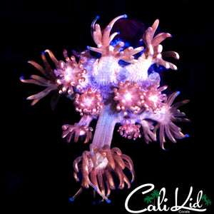 STRAWBERRY WINE GONI