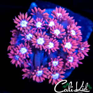 BI COLOR GONI