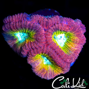 RARE RAINBOW EYE FAVIA