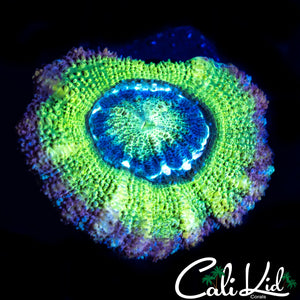 LARGE RAINBOW ASIAN ACAN