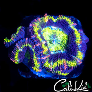 ULTRA ACAN TRIPLE