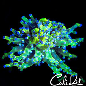 PURPLE / GREEN BRANCHING FROGSPAWN