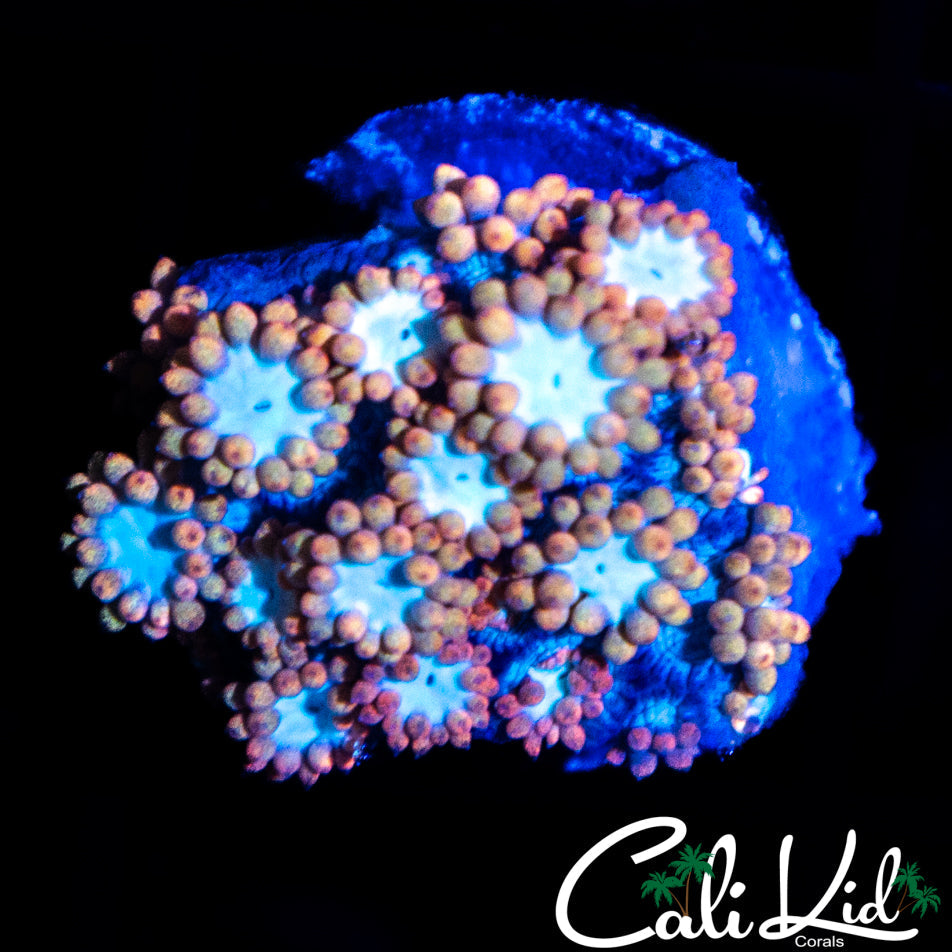 TRI COLOR GONI