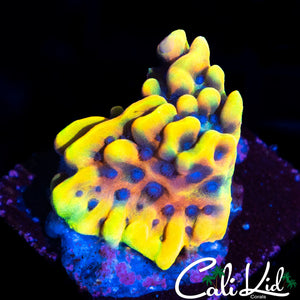 CK PEYOTE DREAMS MONTI