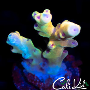 CK RAINBOW LOKANI