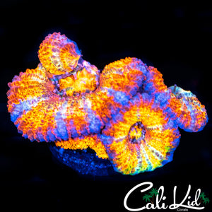 ULTRA RAINBOW ACAN QUAD