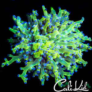 PURPLE / GREEN BRANCHING FROGSPAWN