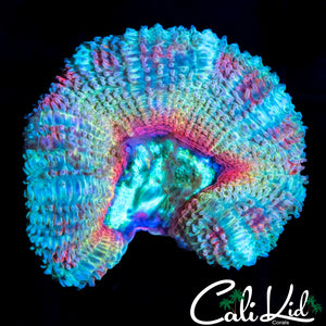 PASTEL RAINBOW ACAN LORD