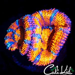 ULTRA RAINBOW ACAN DOUBLE