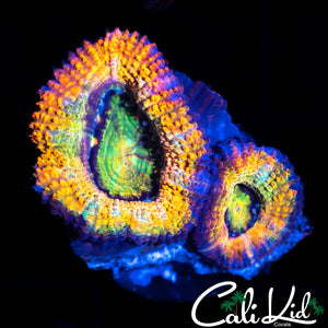 ULTIMATE RAINBOW ACAN DOUBLE