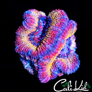RAINBOW SWIRL ACAN TRIPLE