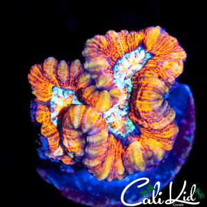 ULTRA WILSONI FRAG