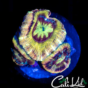 RARE ASIAN ACAN TRIPLE