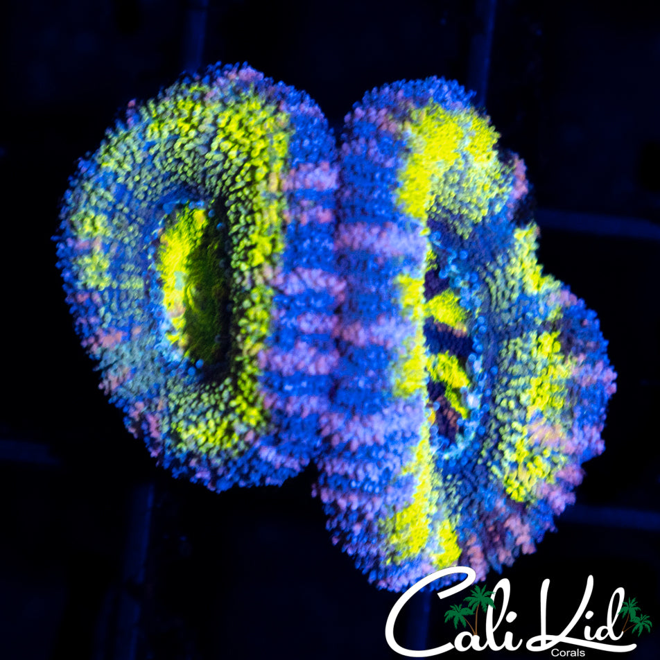 ULTRA ACAN DOUBLE