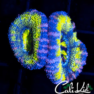 ULTRA ACAN DOUBLE