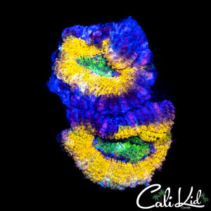 INSANE RAINBOW ACAN DOUBLE