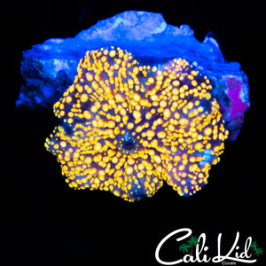INTERSTELLAR TYPE MUSHROOM