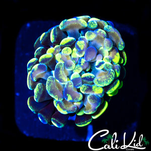 GOLDEN SPLATTER BRANCHING HAMMER