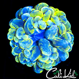 INSANE SPLATTER BUBBLE CORAL
