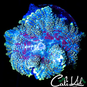 RED MOUTH RHODACTIS