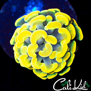 BLINDING YELLOW TIP BRANCHING HAMMER