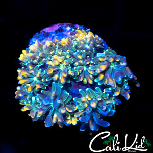 CK KALEIDOSCOPE GALAXIA