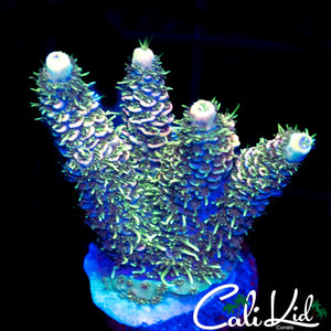 RAINBOW MILLI FRAG