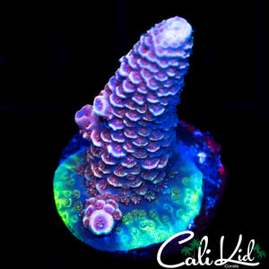 RAINBOW STAG FRAG