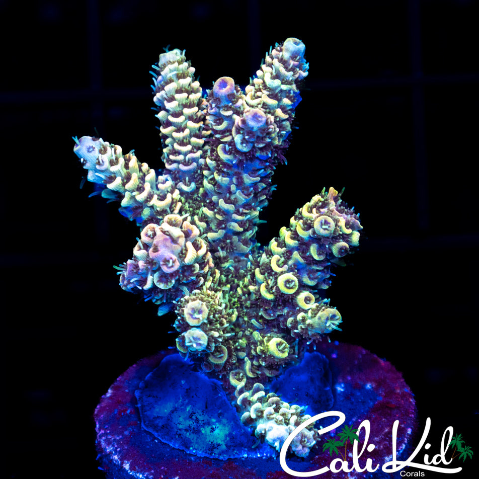 RAINBOW MILLI CHUNK