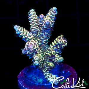 RAINBOW MILLI CHUNK